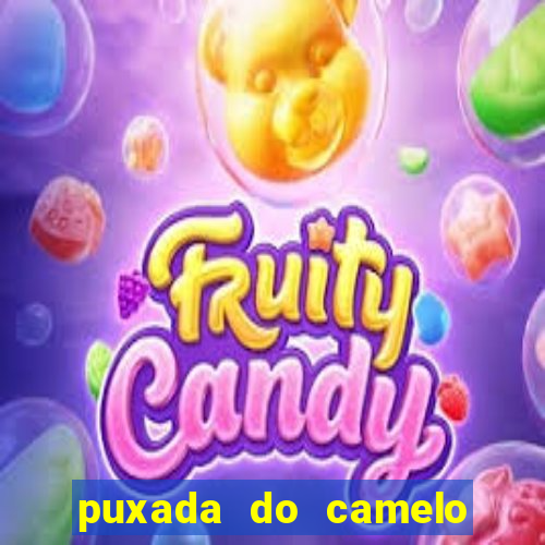 puxada do camelo no jogo do bicho