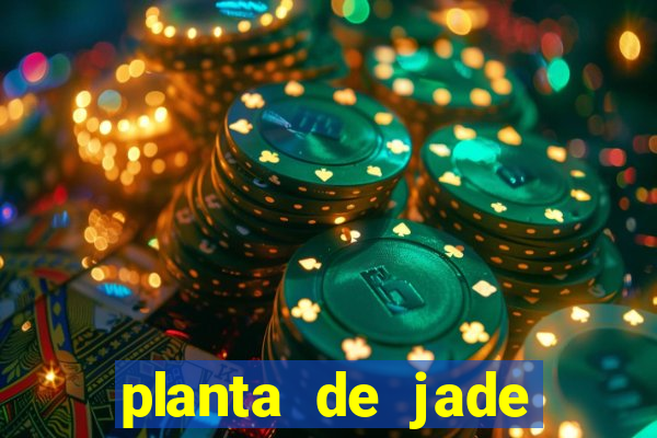 planta de jade significado espiritual